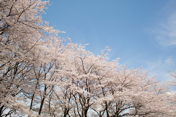 Fototapeta premium 桜と春の空