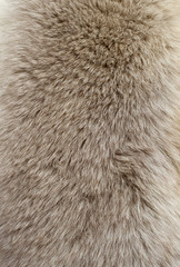 Fur texture