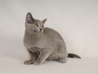 BLU DI RUSSIA, CUCCIOLO. © dvr
