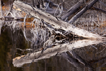 Weathered old trees mirrored on calm water surface