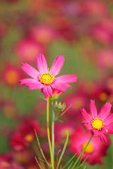 Fototapeta premium コスモスの花