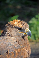 Steppe Eagle