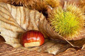 castagna con foglia e ricci