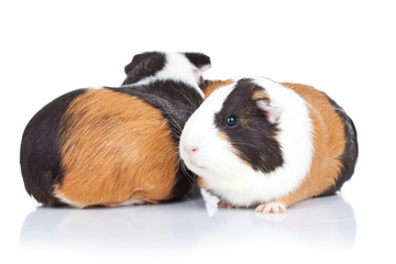two adorable guinea pigs
