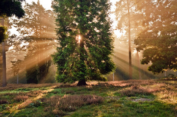 Inspirational dawn sun burst through trees in forest Autumn Fall