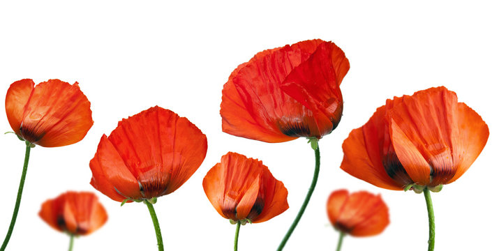 Red poppies after a rain, it is isolated on white