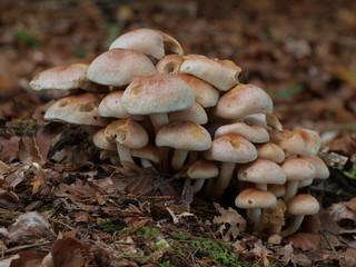 Ziegelrote Schwefelköpfe