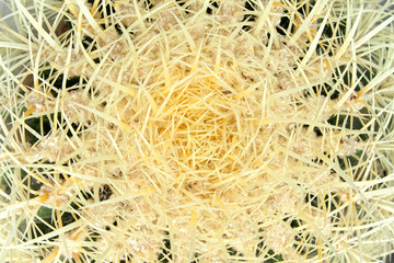 cactus thorns