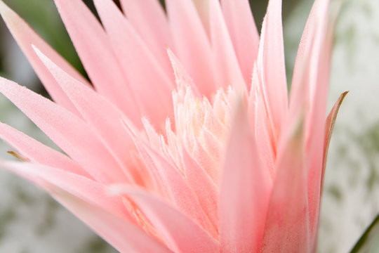 Fototapeta cactus flower