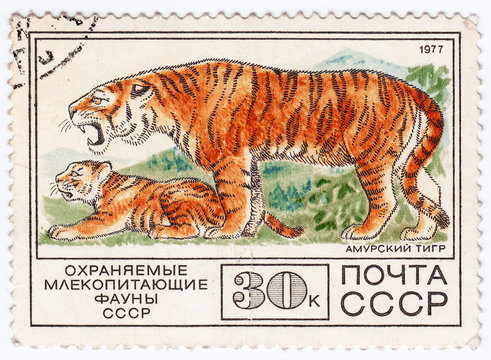 USSR shows wild Tiger