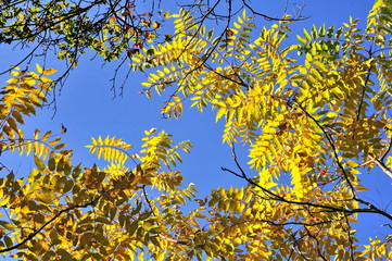 Autumn yellow leaves
