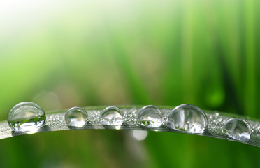 Fresh grass with dew drops close up