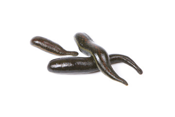 Three medicinal leeches on a white background © Galina Mikhalishina
