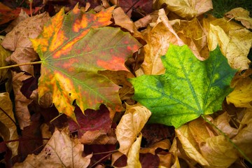 Les couleurs de l'automne