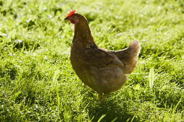 Huhn