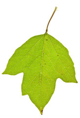 Obraz premium viburnum leaf isolated