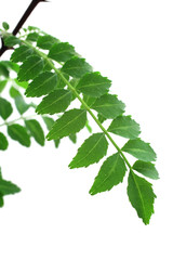 Japanese pepper tree