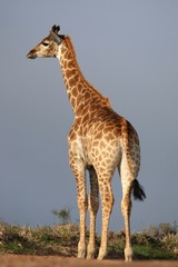Giraffe in Africa