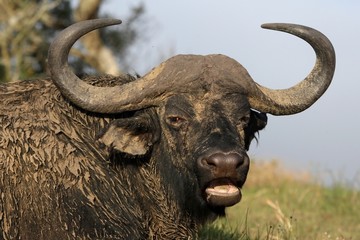 African Buffalo Portrait