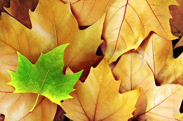 Naklejka na ściany i meble Dry Fall Leaves