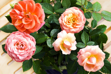Blooming shrub roses in a pot