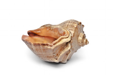 sea shell