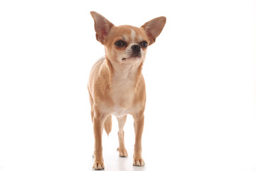 Chihuahua