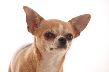Chihuahua