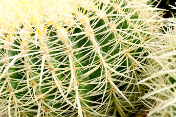 Naklejka na ściany i meble cactus, close up