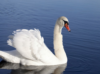 Swan.