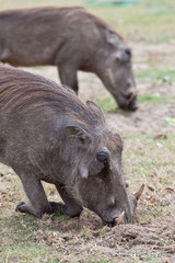 African warthog on his knees