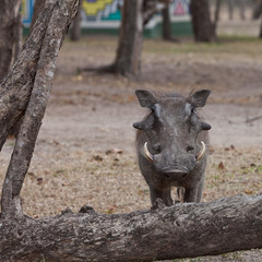 Fototapeta premium African warthog standing in the bushes