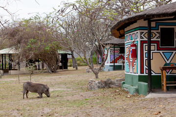 African warthog on a campsite