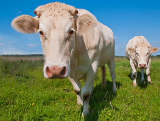 Portrait of two creamy colored cows in grassland