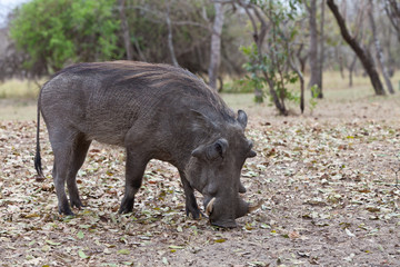 African warthog walking in the bushes