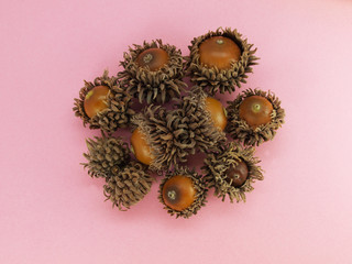 殻についたドングリ