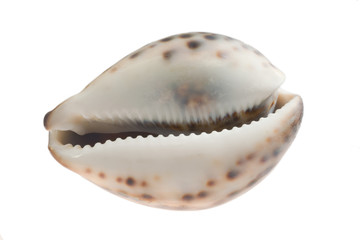 Sea cockleshell