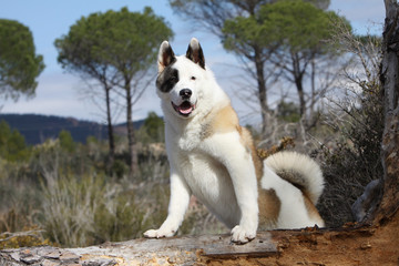 akita américain dans un paysage méditérannéen
