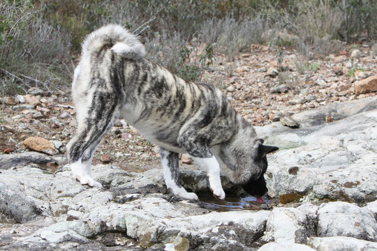 american akita drinking water