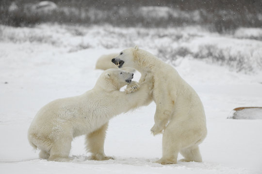 Fighting polar bears.