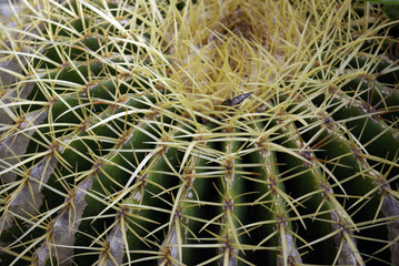prickly cactus