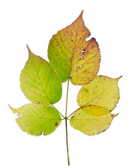 isolated autumn blackberry leaf