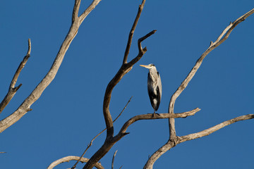 arbre mort et héron cendré