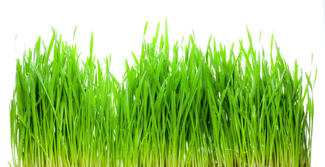 Green grass isolated