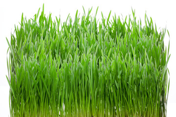 Fototapeta premium Green grass isolated