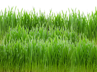 Fototapeta na wymiar Green grass isolated