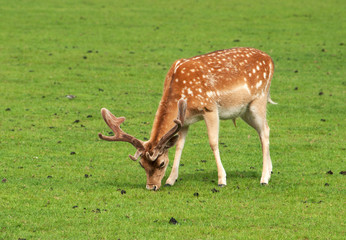 Naklejka na ściany i meble Young fallow deer, stag, nibbling grass