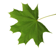 green maple leaf isolated on white