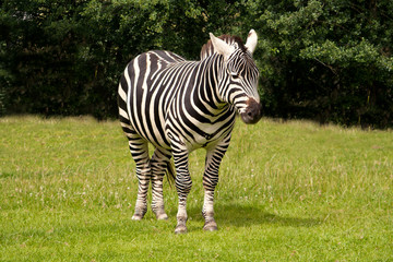 Fototapeta na wymiar Zebra standing close to woodland