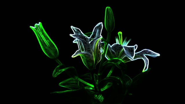 Time lapse flower